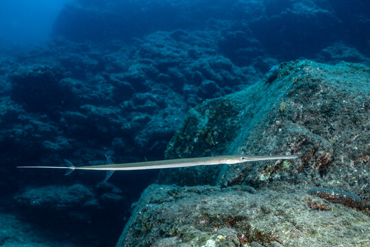 Cornetfish swimming near rocks at Socorro Island, Mexico