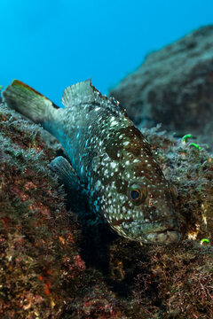 Grouper Serranidae swims near rocks at Socorro Island, Mexico