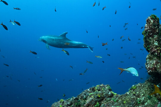 Dolphin swimming among fish near Socorro Island in Mexico