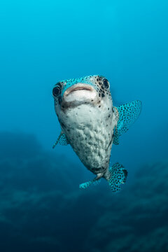 Spot-fin porcupinefish swimming in clear waters of Socorro Island