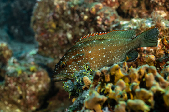 Grouper swimming near coral reefs at Socorro Island in Mexico