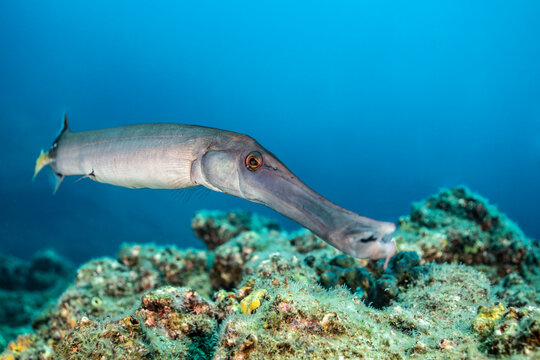 Trumpetfish swimming near coral in Socorro Island, Mexico