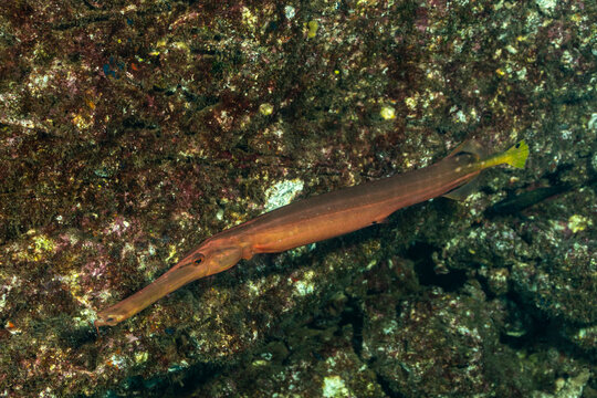 Trumpetfish swimming near coral in Socorro Island, Mexico
