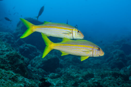 Mexican goatfish swimming near Socorro Island in Revillagigedo Archipelago