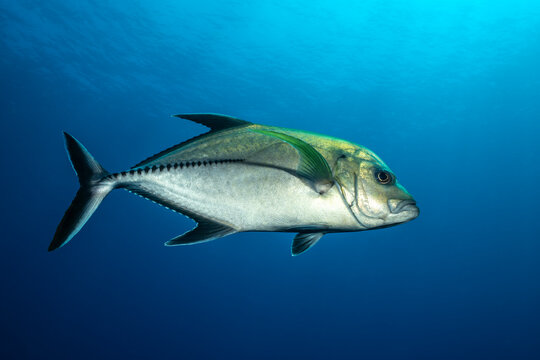 Black trevally swim in clear waters of Socorro Island in Mexico