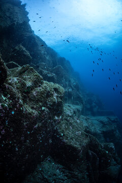 Underwater scene at Socorro Island in Revillagigedo Archipelago