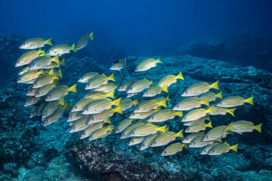 Five lined snapper swim near rocks in Revillagigedo Archipelago