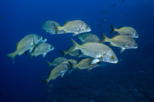 Golden-eye grunt near Socorro Island, Revillagigedo Archipelago