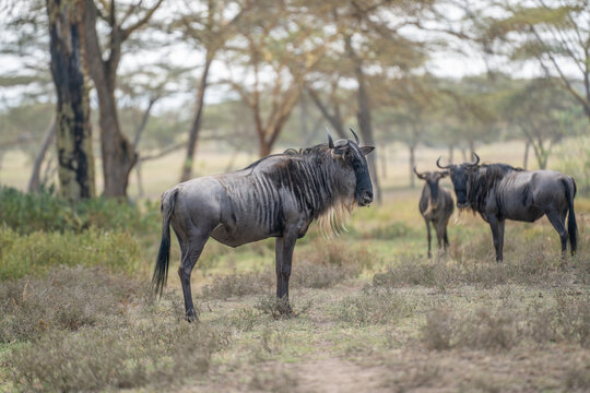 Blue wildebeest standing in the grassy savanna plains of an african wildlife reserve with wildebeest