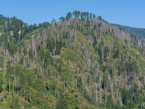 Woods destroyed by the European spruce bark beetle, whose scientific name is Ips typographus, the beetle that is ravaging the forests. Italian Alps