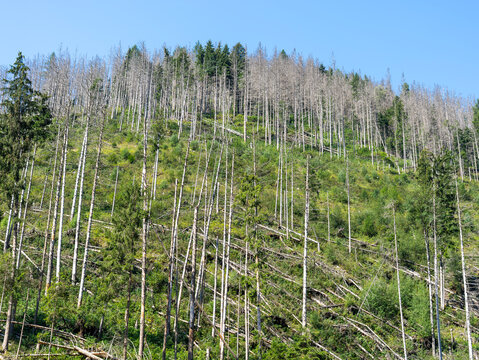 Woods destroyed by the European spruce bark beetle, whose scientific name is Ips typographus, the beetle that is ravaging the forests. Italian Alps