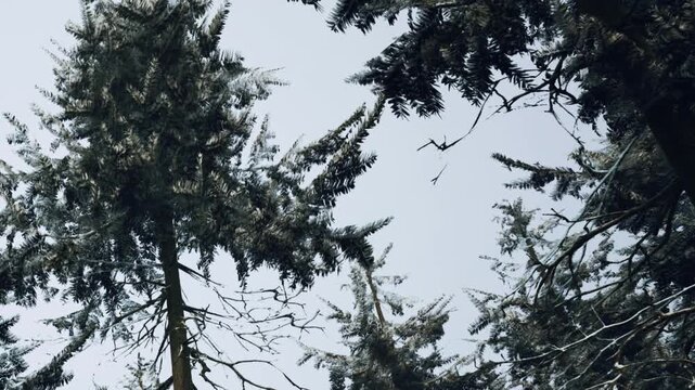 Tall trees covered with snow stand against a gray sky in a winter landscape. The branches are filled with white snow, giving a cold and refreshing feeling to the scene.