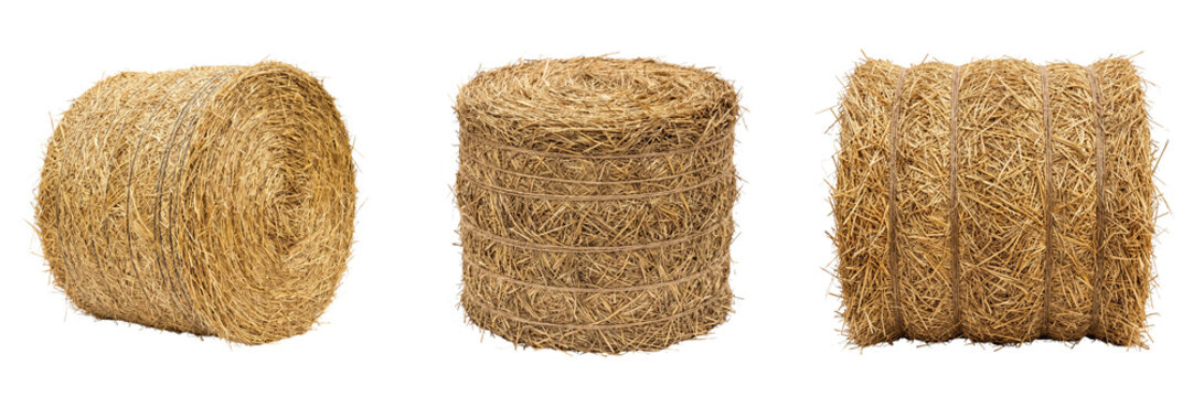 Three round bales of dry golden straw tied with twine isolated on a transparent background agriculture