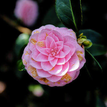 Nahaufnahme einer rosa bl&uuml;henden Kamelie