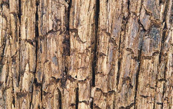 altes Holz