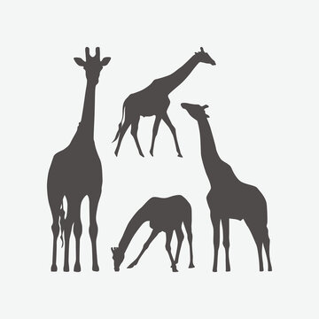 giraffe collection illustration graphic vector