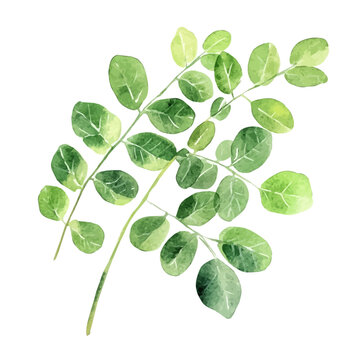 Watercolor clipart of Moringa, isolated on white background