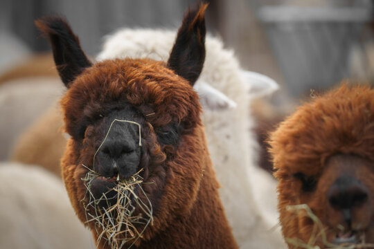 alpaca eats hay among a herd outdoors, ideal for livestock feeding themes