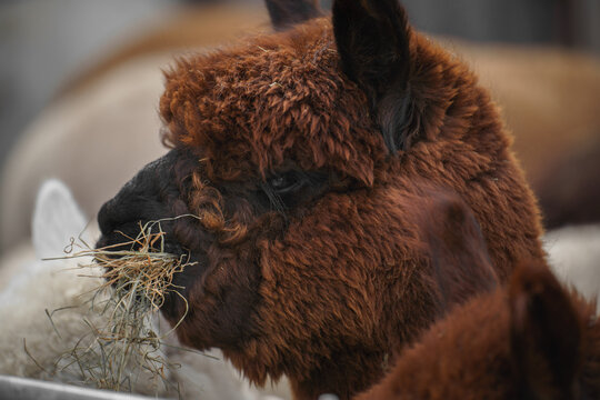 alpaca eats hay among a herd outdoors, ideal for livestock feeding themes