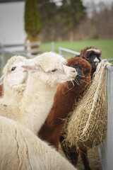 alpaca eats hay among a herd outdoors, ideal for livestock feeding themes © PietFoto