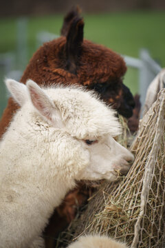 alpaca eats hay among a herd outdoors, ideal for livestock feeding themes