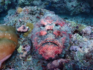 Reef Stonefish Camouflaged Among Corals © Andrea