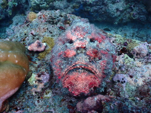 Reef Stonefish Camouflaged Among Corals