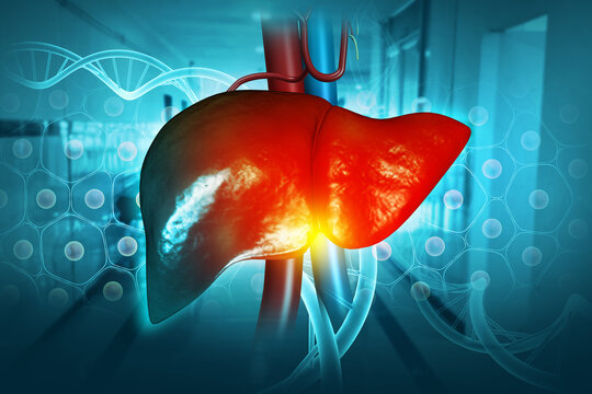 Human liver anatomy structure, liver disease. 3d illustration