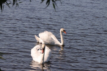 A pair of white swans swim on the surface of the river on a sunny day © Iana Andrushchenko
