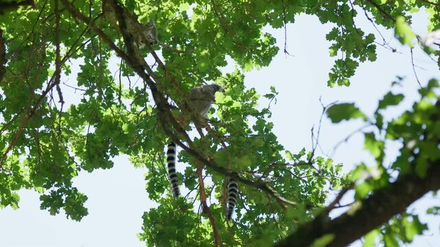Lemurs feed on the trees in forest slow motion