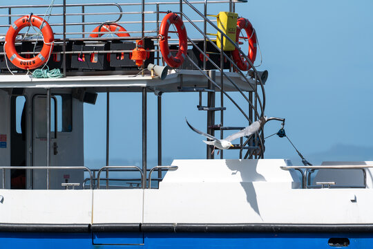 Haverfordwest, United Kingdom - 03 August 2024: View of a seagull flying past the upper deck of the Dale Queen ferry, featuring orange lifebuoys, metal railings, and a clear blue sky.
