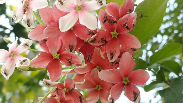 A close-up shot captured during golden hour in a garden showing a swarm of oriental fruit flies (Bactrocera dorsalis) gathering on blooming Rangoon creeper (Combretum indicum) flowers.
