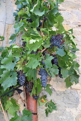 Fototapeta premium Grappes de raisin mûrs sur une treille