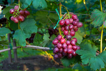 Ripe bunches of red grapes hang on the vine in a vineyard on a sunny day. Green leaves surround the berries, creating a natural background. The grapes are ready for harvesting. © Олег Струс