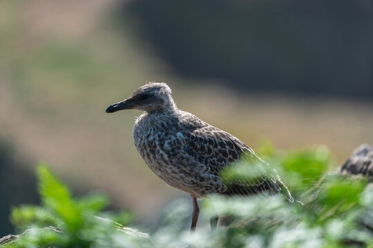 Haverfordwest, Wales, United Kingdom - 03 August 2024: View of a juvenile gull standing on a rocky outcrop on Skomer Island with green ferns in the foreground.
