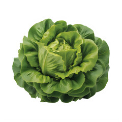 Obraz premium Savoy cabbage head fresh green leaves isolated on transparent background