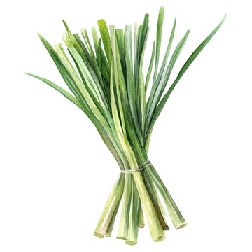 Watercolor drawing of Lemongrass, on clean white background