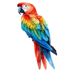 Obraz premium Detailed watercolor painting of Parrot, isolated on white background
