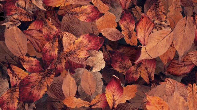 Autumn background featuring a rich layer of fallen leaves in warm shades of orange, brown, red, and gold. Ideal for fall themed designs and nature inspired concepts. Full HD looping animation.