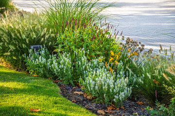 Obraz premium Lush garden border with ornamental grasses and white flowering plants in sunlight
