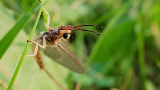 Mayfly Hanging on Grass in Windy Green Field Macro Video