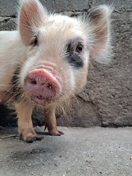 Close-up portrait of a cute baby mini pig looking at the camera