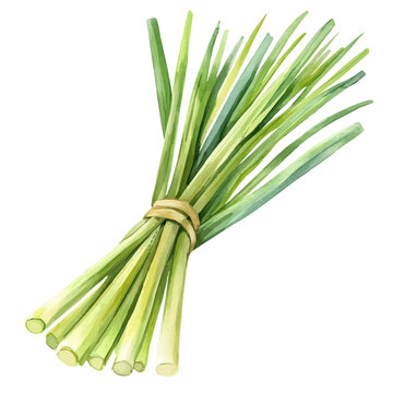 Hand-painted watercolor artwork of Lemongrass, isolated on white background