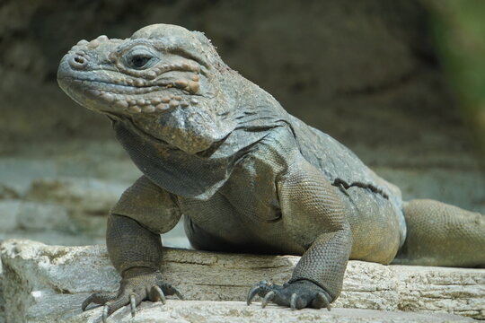Side profile close up of a rhinoceros iguana (Cyclura cornuta) on a rock on Hispaniola island in the Caribbean