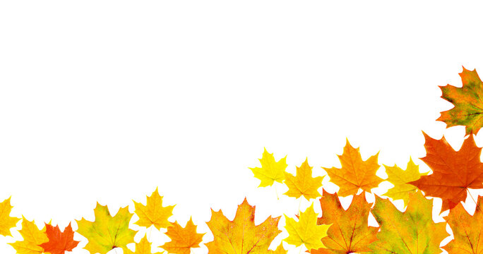 Autumn leaves border png