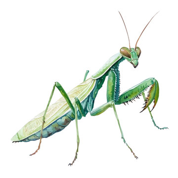 Watercolor illustration of Mantis, isolated on white background