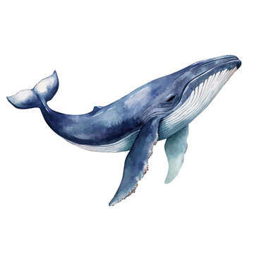 Watercolor drawing of Whale, on clean white background