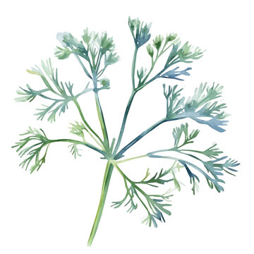 Watercolor drawing of Dill, on clean white background