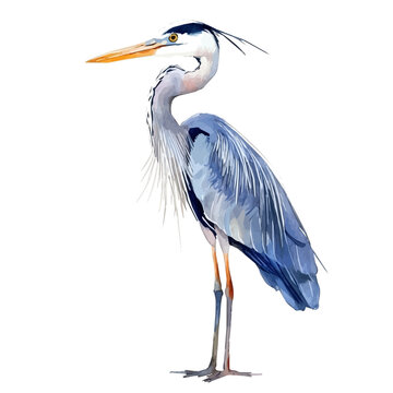 Hand-painted watercolor artwork of Heron, isolated on white background