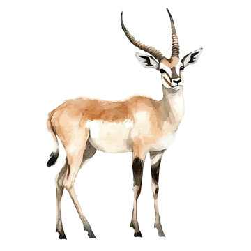 Watercolor clipart of Antelope, isolated on white background